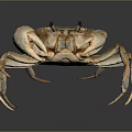 Light Brown Crab With Large Claws Standing On Gray Gradient Background With Reflection 3d model