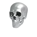 Detailed Silver Human Skull 3D Model With Realistic Surface Texture 3d model