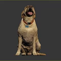 Yellow Labrador Dog Sitting With Tongue Out Wearing Red Collar On Dark Reflective Surface