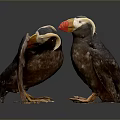 Two Puffins With Brown Black Feathers And Colorful Beaks On Dark Reflective Surface