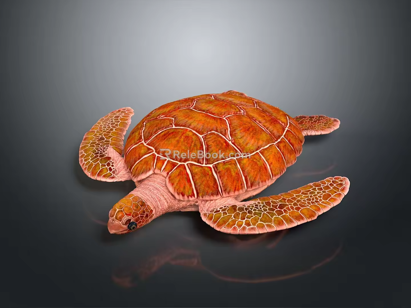 Turtle Cartoon Turtle Snapping Turtle Chickbill Turtle Reptile Cold Blooded Animal Reptile Class 3d model