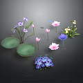 Vibrant Water Plants Featuring Pink Purple Lotus Yellow Flowers Green Leaves And Hydrangea