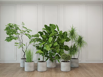 Various Types of Potted Plants in Gray Pots Against White Walls and Wooden Floor 3d model