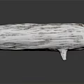 Natural Wooden Log with White Coated Surface and Detailed Texture on Reflective Background