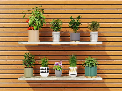 Indoor Bonsai Potted Plants Arranged on Wooden Shelves With Colorful Pots 3d model