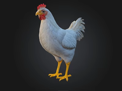 White Chicken with Red Comb Yellow Legs and Detailed Feathers 3d model