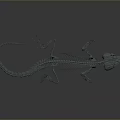 Detailed Anatomical Structure of Lizard Skeleton with Reptile Bone Features and Scientific Model