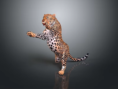 Realistic Spotted Leopard Standing On Hind Legs With Dark Background 3d model