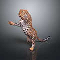 Realistic Spotted Leopard Standing On Hind Legs With Dark Background 3d model