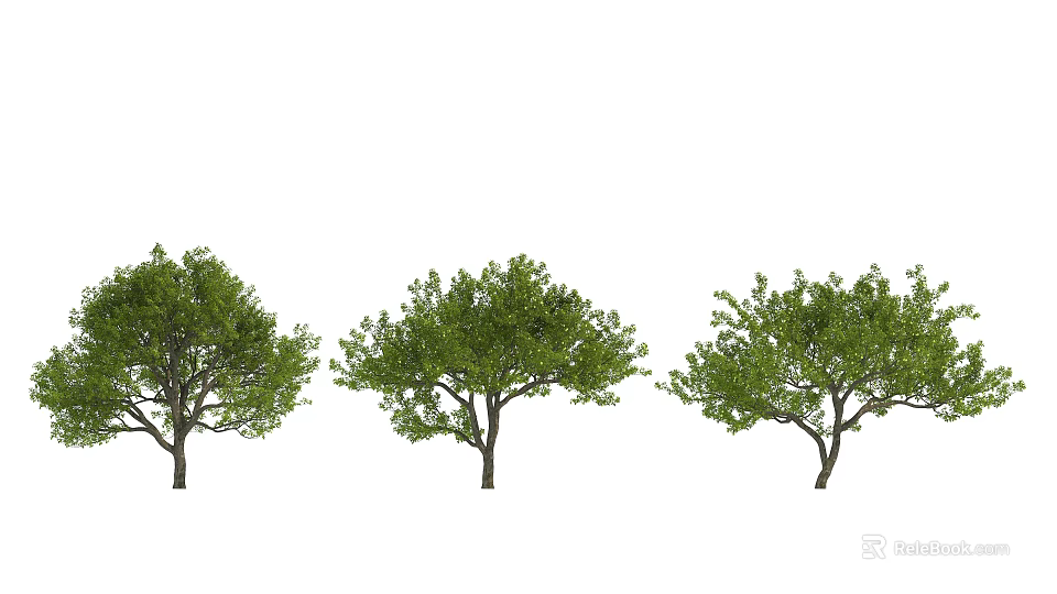 Three Arbor Trees with Lush Green Foliage and Strong Trunks in Row 3d model