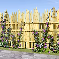 Lush Purple Flowers And Green Vines Climbing On Bamboo Fence In Outdoor Garden