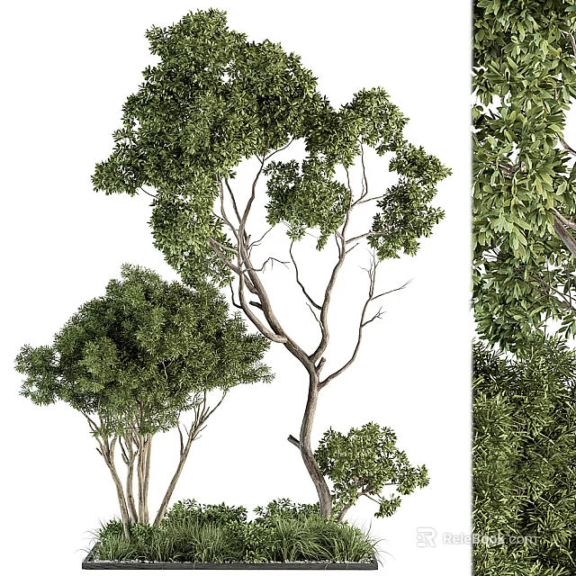 Indoor Bonsai Tree With Lush Green Foliage And Elegant Branch Structure 3d model 