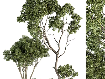 Indoor Bonsai Tree With Lush Green Foliage And Elegant Branch Structure 3d model