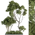 Indoor Bonsai Tree With Lush Green Foliage And Elegant Branch Structure