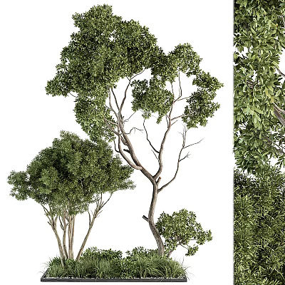Indoor Bonsai Tree With Lush Green Foliage And Elegant Branch Structure 3d model