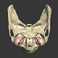 Realistic Anatomical Skull Model With Detailed Eyeballs Green Iris And Red Blood Vessels