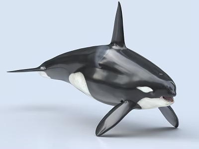 Lifelike Orca Whale Model With Black And White Coloration And Detailed Swimming Features 3d model