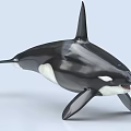 Lifelike Orca Whale Model With Black And White Coloration And Detailed Swimming Features