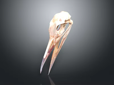 Detailed Bird Skull Organ Structure With Natural Bone Texture And Features 3d model