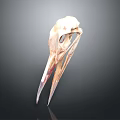 Detailed Bird Skull Organ Structure With Natural Bone Texture And Features