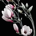Elegant Pink Magnolia Flowers in Transparent Glass Vase on Black Background