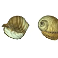 Natural Marine Animal Shells with Striped Patterns and Spiral Shapes on Dark Background
