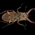 Stag Beetle With Large Curved Mandibles On Black Background Close Up View