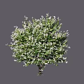 Lush Blooming Arbor With Dense Green Leaves And White Small Flowers