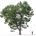 Single Tall Leafy Tree with Large Canopy and Person Walking By 3d model