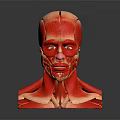 Medical Device Human Head Muscle Anatomical Teaching Model With Detailed Structure
