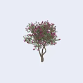 Lush Ornamental Tree With Profuse Purple Flowers Healthy Green Foliage And Brown Trunk