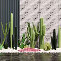Cactus Succulent Bonsai Potted Plants with White Pebbles Pink Stones Gray Dark Striped Wall