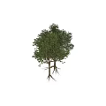 Tree Pit Design With Lush Green Trees And Natural Outdoor Elements