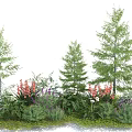 Diverse Garden Plants With Various Trees Shrubs Pink White Flowers Herbs And Green Grass