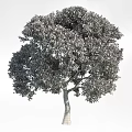 Lush Foliage Arbor Tree With Green Leaves And Ripe Yellow Fruits