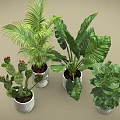 Various Potted Plants Including Cactus Palm and Large Leaf in Gray Pots on Beige Background