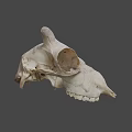 Natural Animal Skull With Horns Teeth And Detailed Bone Structure Displayed