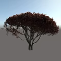 Dark Red Leaf Shrub With Rounded Canopy And Dense Lush Foliage Appearance