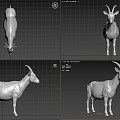 Goat Sheep 3d model