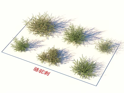 Camel Thorn Green Plants Collection For Natural Garden Landscaping 3d model