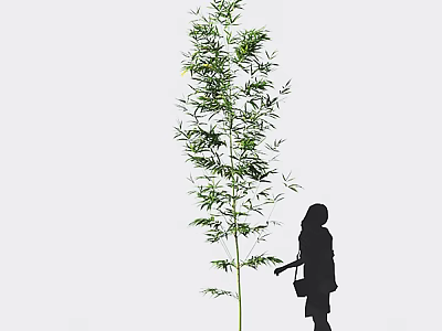 Tall Bamboo Plant With Silhouette Of A Person 3d model