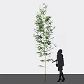 Tall Bamboo Plant With Silhouette Of A Person