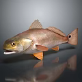 Realistic Brown And Orange Fish With Open Mouth Fins And Tail On Dark Background