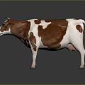 Brown And White Cow Standing On Gray Background With Realistic Features 3d model