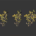 Three Decorative Plants With Yellow And Green Leaves On White Background