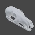 Detailed Animal Skull With Sharp Teeth And Bone Structure On Dark Background 3d model