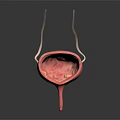 3D Anatomical Model of Human Bladder Showing Ureter and Urethra Structure