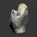 Ammonite Fossil With Spiral Structure Textured Surface And Detailed Ridges Displayed On Dark Background