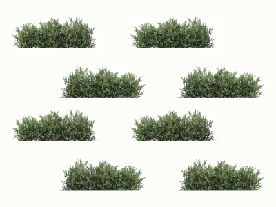 Various Types Of Garden Shrubs Displaying Lush Evergreen Foliage And Dense Canopy 3d model