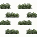 Various Types Of Garden Shrubs Displaying Lush Evergreen Foliage And Dense Canopy